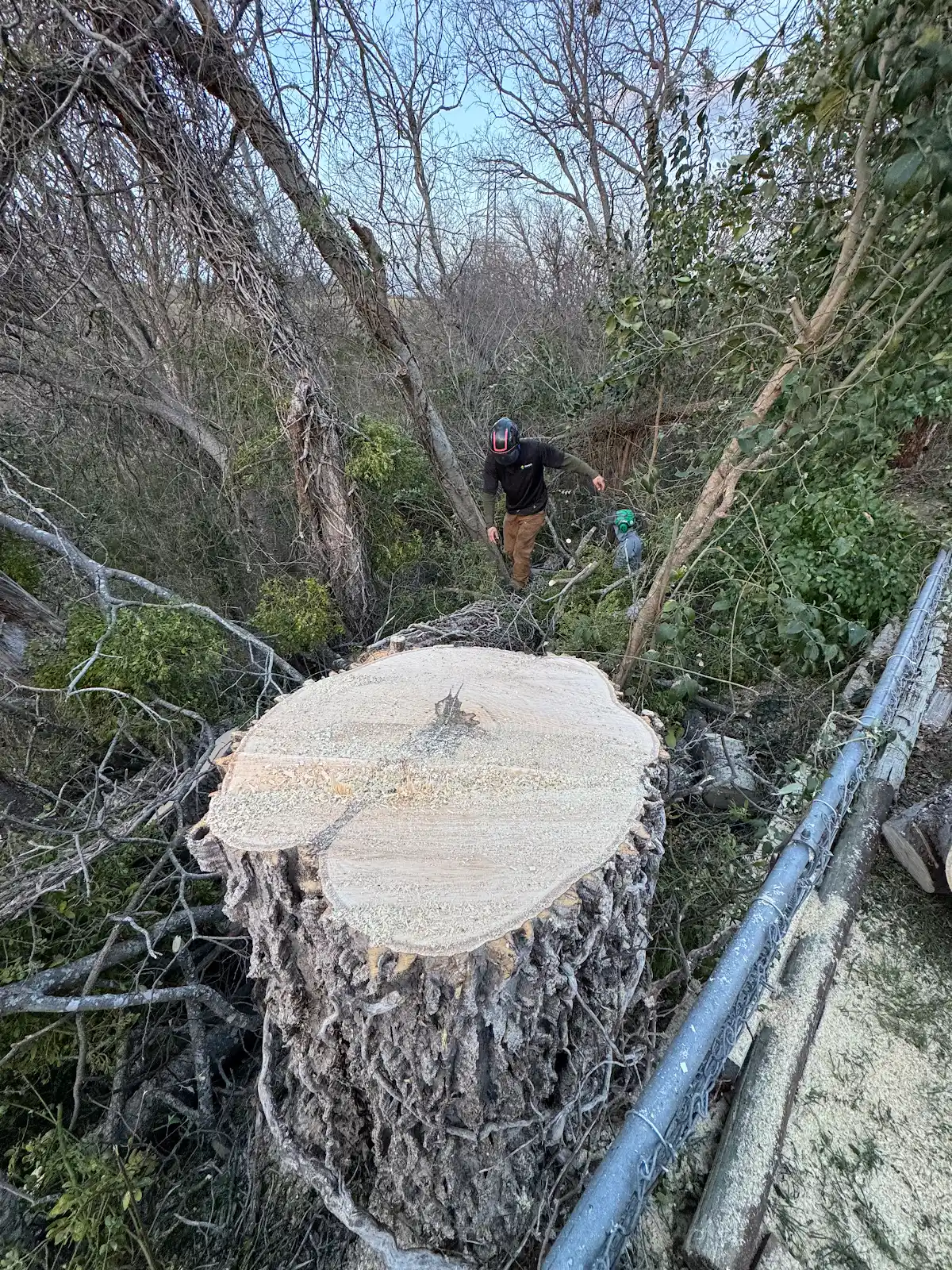 Tree Cabling & Bracing in Waco TX