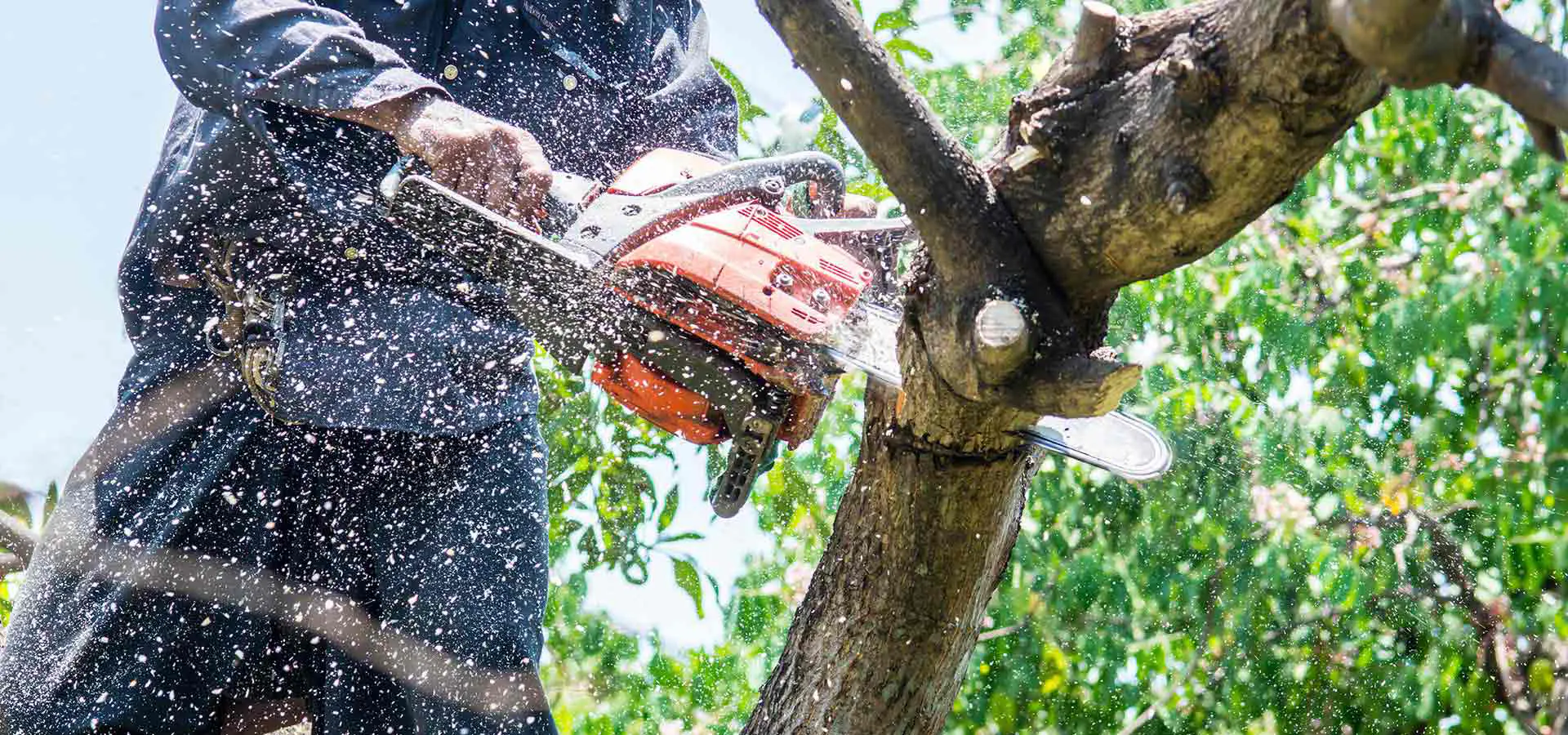 Tree canopy background