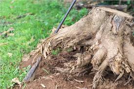 Tree Removal service